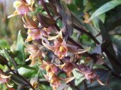 Дремлик Epipactis Serpentine Night1